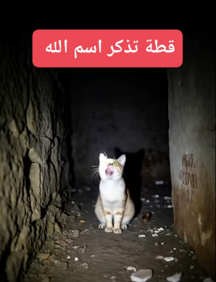 حقيقة فيديو «قطة تذكر اسم الله»… ما بين الإيمان بالفطرة وخداع الذكاء الاصطناعي