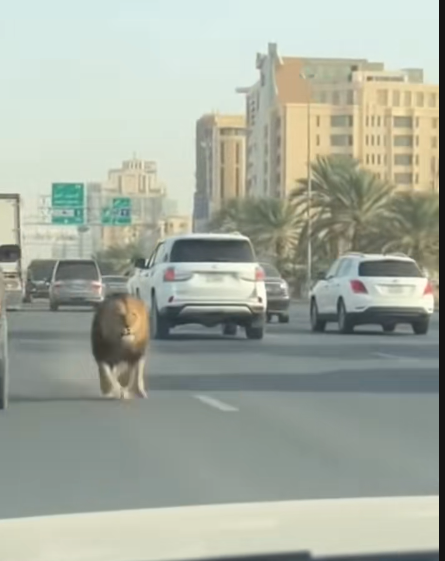 حقيقة فيديو “الأسد في شوارع المدينة”.. كيف خدع الذكاء الاصطناعي ملايين المشاهدين؟