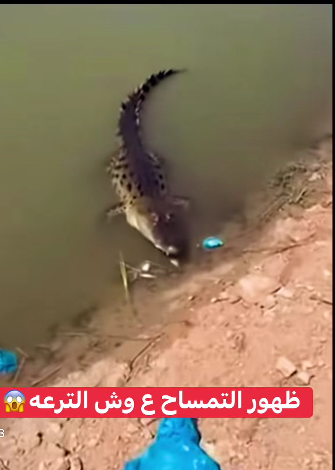 ظهور تماسيح في ترع الشرقية… لغز يثير قلق الأهالي ويكشف أسرار انتشار الزواحف في المياه الزراعية