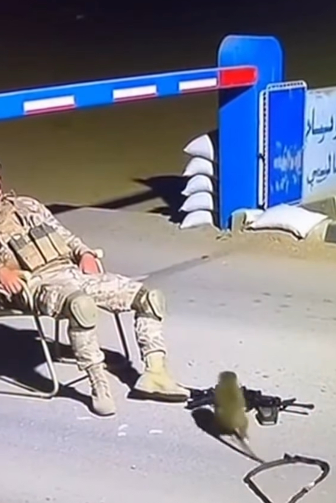 الرعب المفاجئ في نقطة الحراسة: لحظة صادمة عندما حول قرد فضولي البندقية إلى كابوس حقيقي للجندي