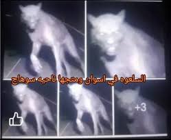ظهور “سلعوة” فى فيديو متداول.. حقيقة أم خيال؟