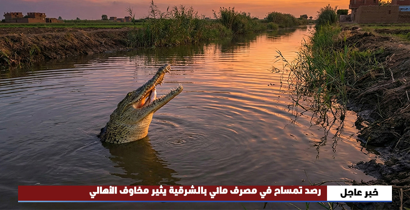 رصد تمساح في مصرف مائي بالشرقية يثير مخاوف الأهالي.. القصة الكاملة بين الدهشة والقلق