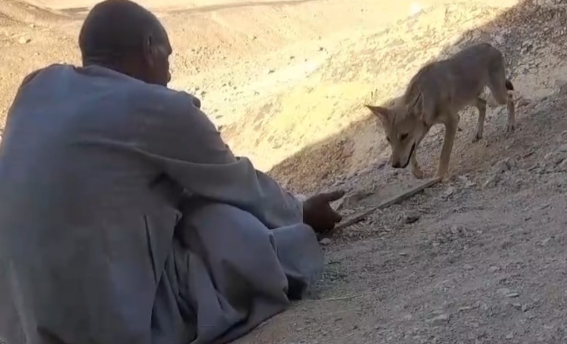 صداقة نادرة بين مُسن وذئب بري في الصحراء.. قصة «ميشو»