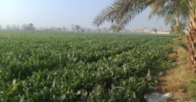تحول فسيولوجي للمحاصيل مع نهاية طوبة وتحذيرات للمزارعين
