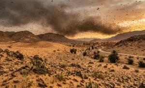 في مشهد نادر: أسراب الجراد تغزو جنوب المغرب وتدق ناقوس الخطر للأمن الغذائي