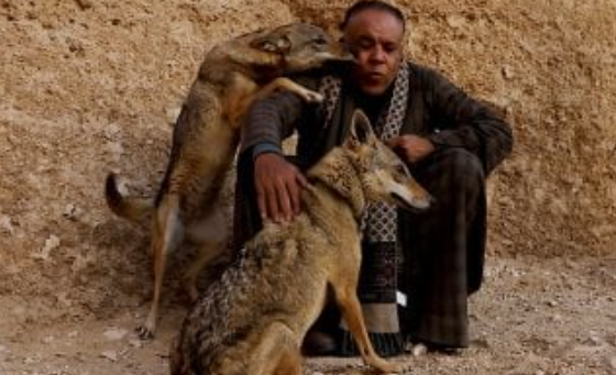 شاب صعيدي يربي ذئبين داخل منزله.. مغامرة مثيرة بسوهاج