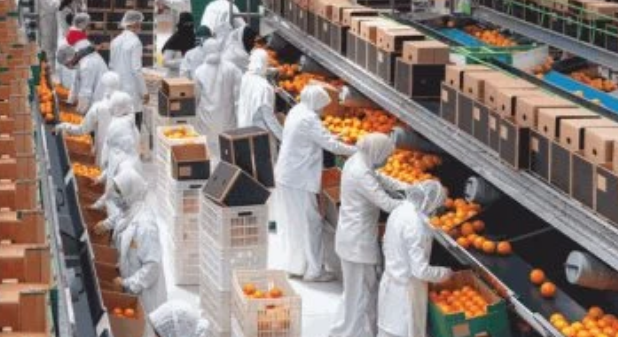 صادرات الموالح المصرية تتجاوز 2 مليون طن عالميًا