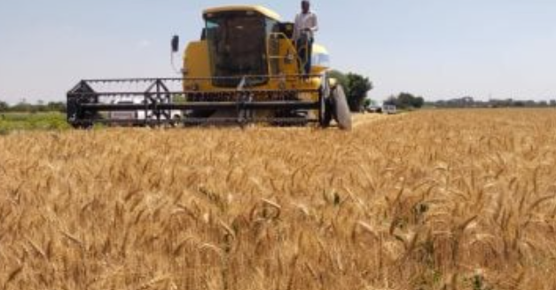 الرقاد في القمح خطر قد يخفض المحصول 30%
