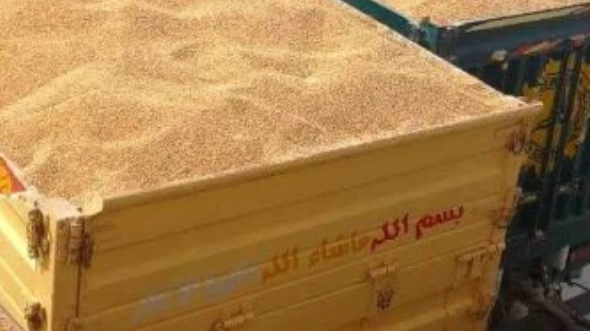 ظاهرة رقاد القمح وخسارة 40% من المحصول