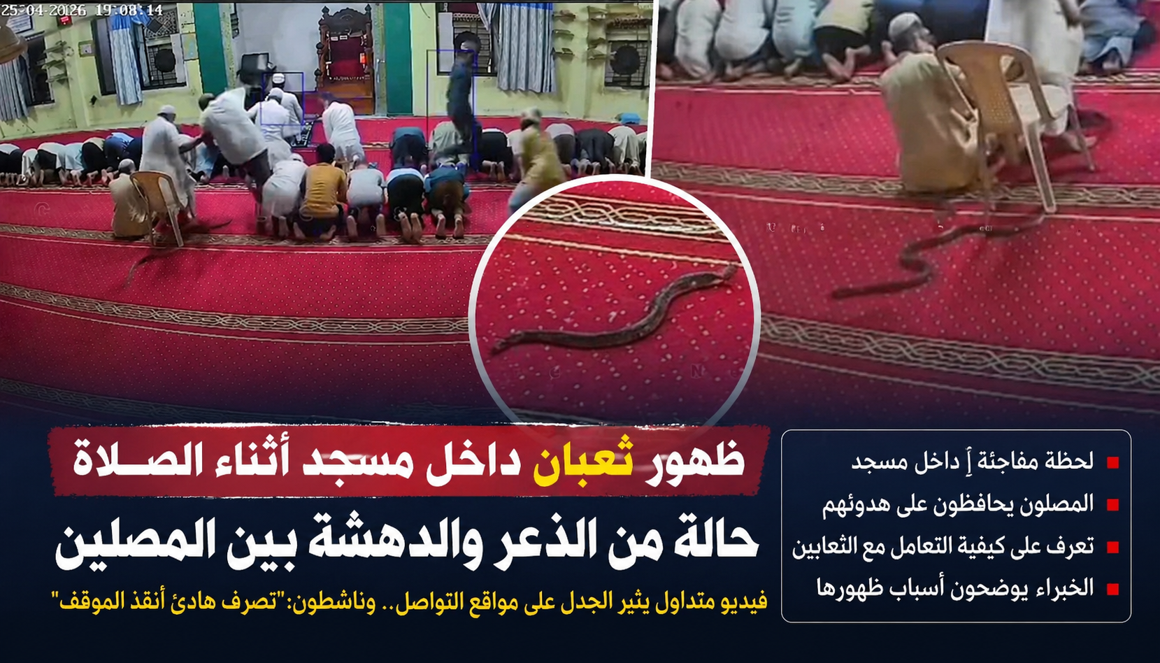 فيديو يثير الجدل داخل مسجد: ظهور ثعبان أثناء الصلاة يشعل مواقع التواصل وردود فعل واسعة