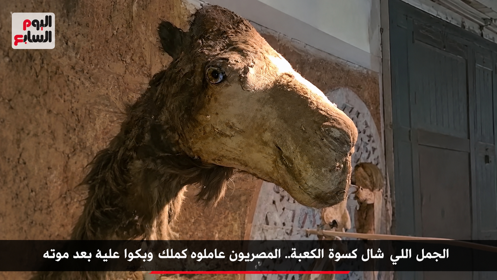 قصة الجمل الذي حمل كسوة الكعبة.. حكاية وفاء أبكت المصريين بعد رحيله