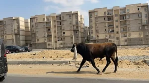 عجل هارب يحول شوارع القاهرة إلى ساحة مطاردة مجنونة في أول أيام العيد