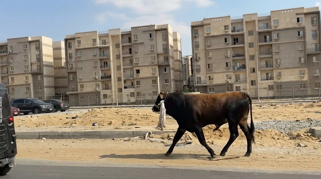 عجل هارب يحول شوارع القاهرة إلى ساحة مطاردة مجنونة في أول أيام العيد