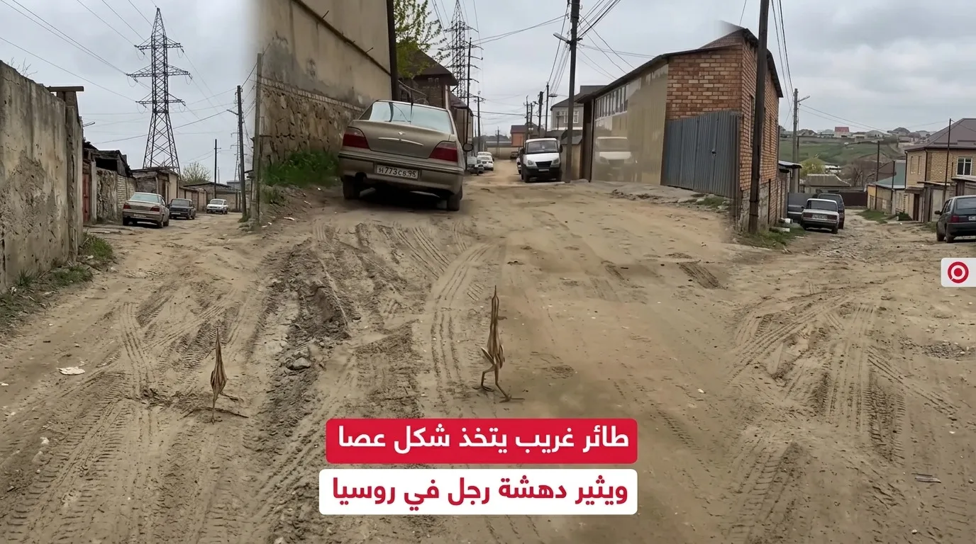 سيد التمويه في عالم الطيور: قصة طائر الواق الذي حير سكان داغستان وأذهل العالم