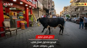 عجل هائج يقتحم محل عصير في اول ايام عيد الاضحى بمصر ويثير ذعر المواطنين