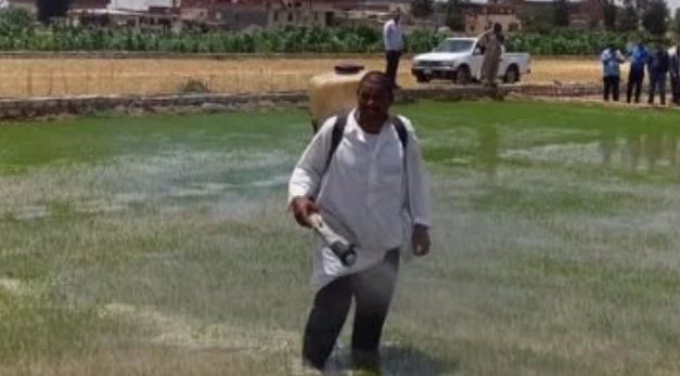 عقوبات زراعة الأرز المخالف وفق قانون الري الجديد