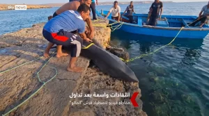 أسرع مفترس في قبضة الهواة تفاصيل واقعة قرش الماكو بالقصير