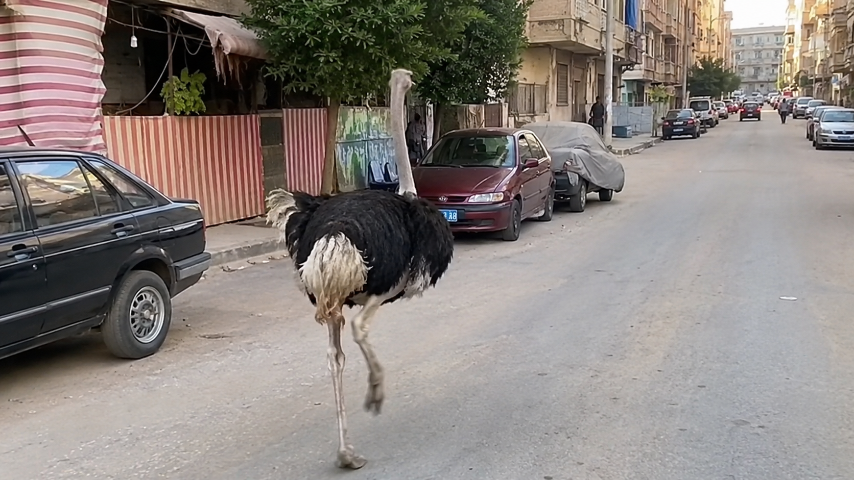 هروب نعامة في شوارع العجمي بالإسكندرية خلال أيام العيد يثير دهشة الأهالي
