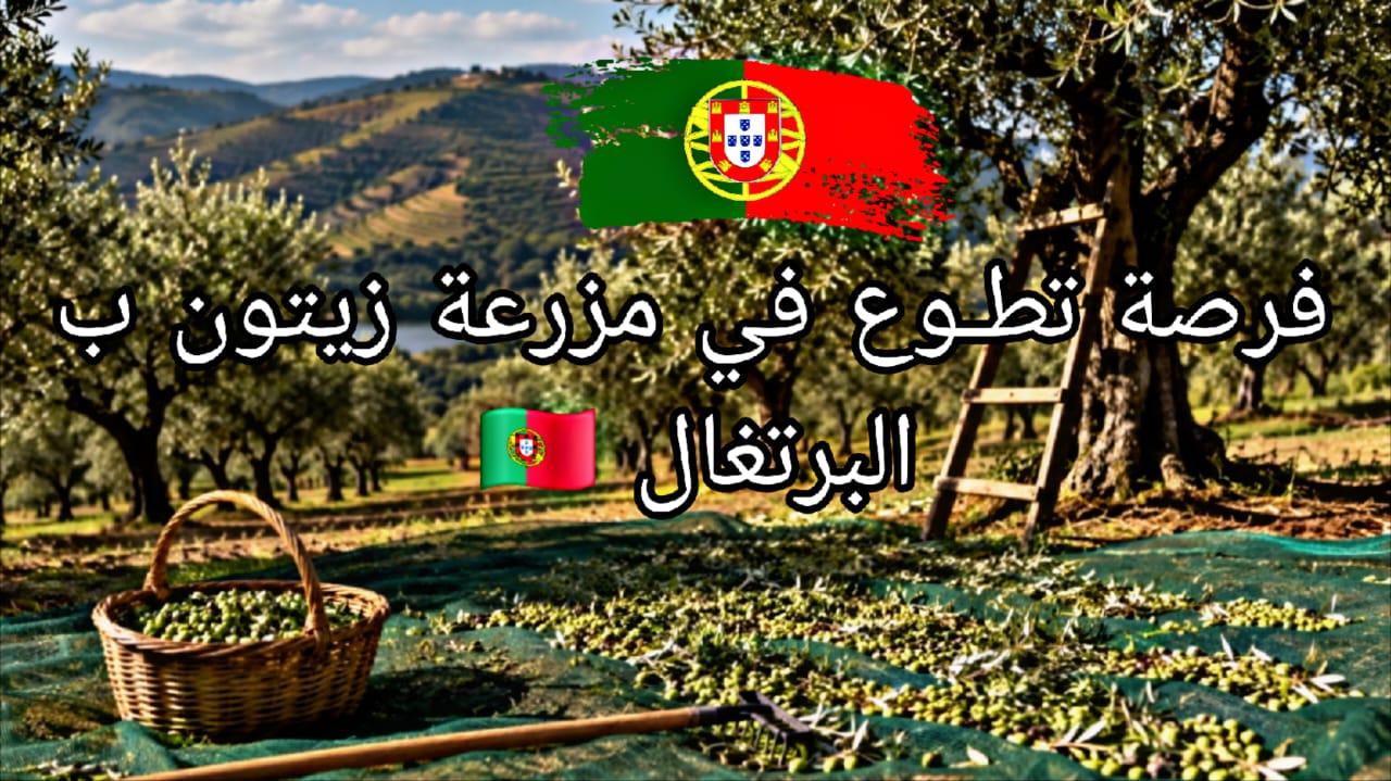 فرصة ذهبية لا تفوت متطوعون مطلوبون للعمل في مزارع الزيتون بالبرتغال مع تجربة فريدة في قلب الطبيعة