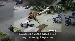 معجزة في شوارع الصين نجاة سيدة من سقوط شجرة عملاقة