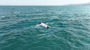 حادثة غريبة ومؤثرة.. شابة في بحر إسطنبول تبكي وسط المياه