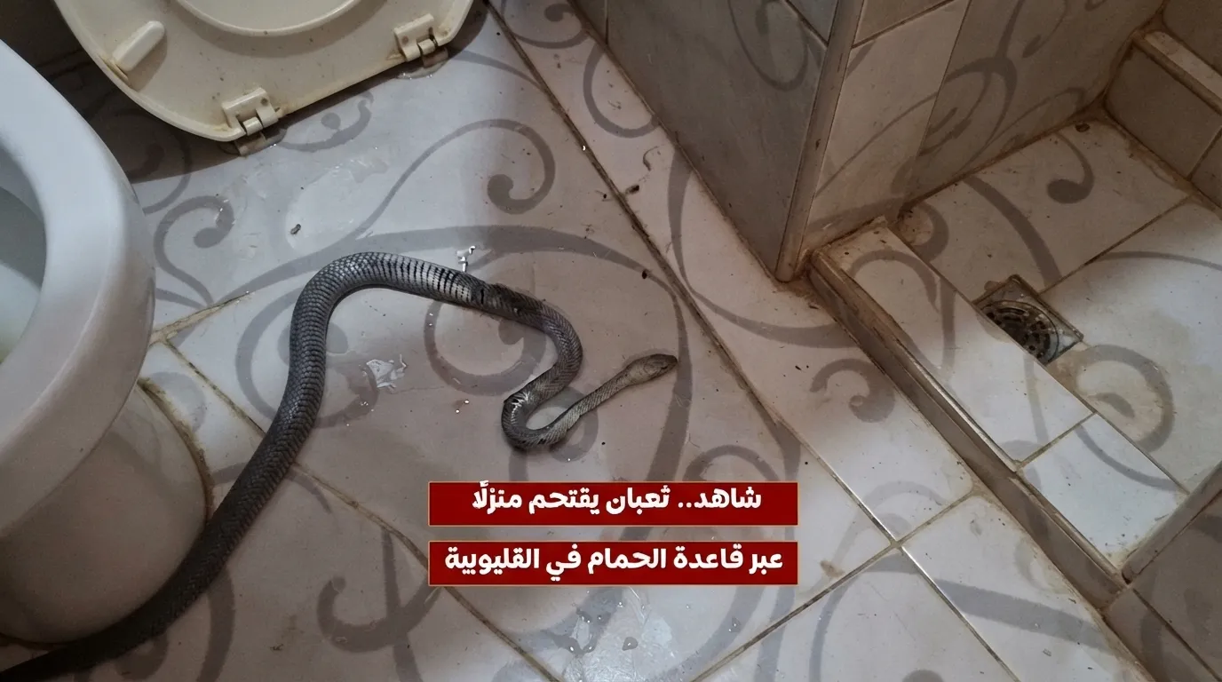 ثعبان كبير يقتحم منزلا في القليوبية من قاعدة الحمام
