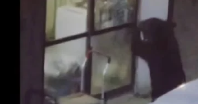 دب يقتحم مطبخ أسرة يابانية بحثًا عن الطعام