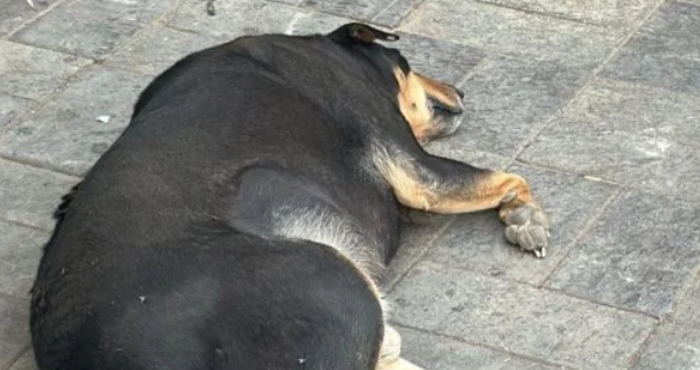 مسابقة “Fat Dogs of Delhi”: أكثر الكلاب بدانة تتحول إلى نجوم على إنستجرام